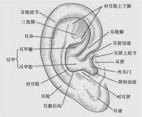 耳廓面相